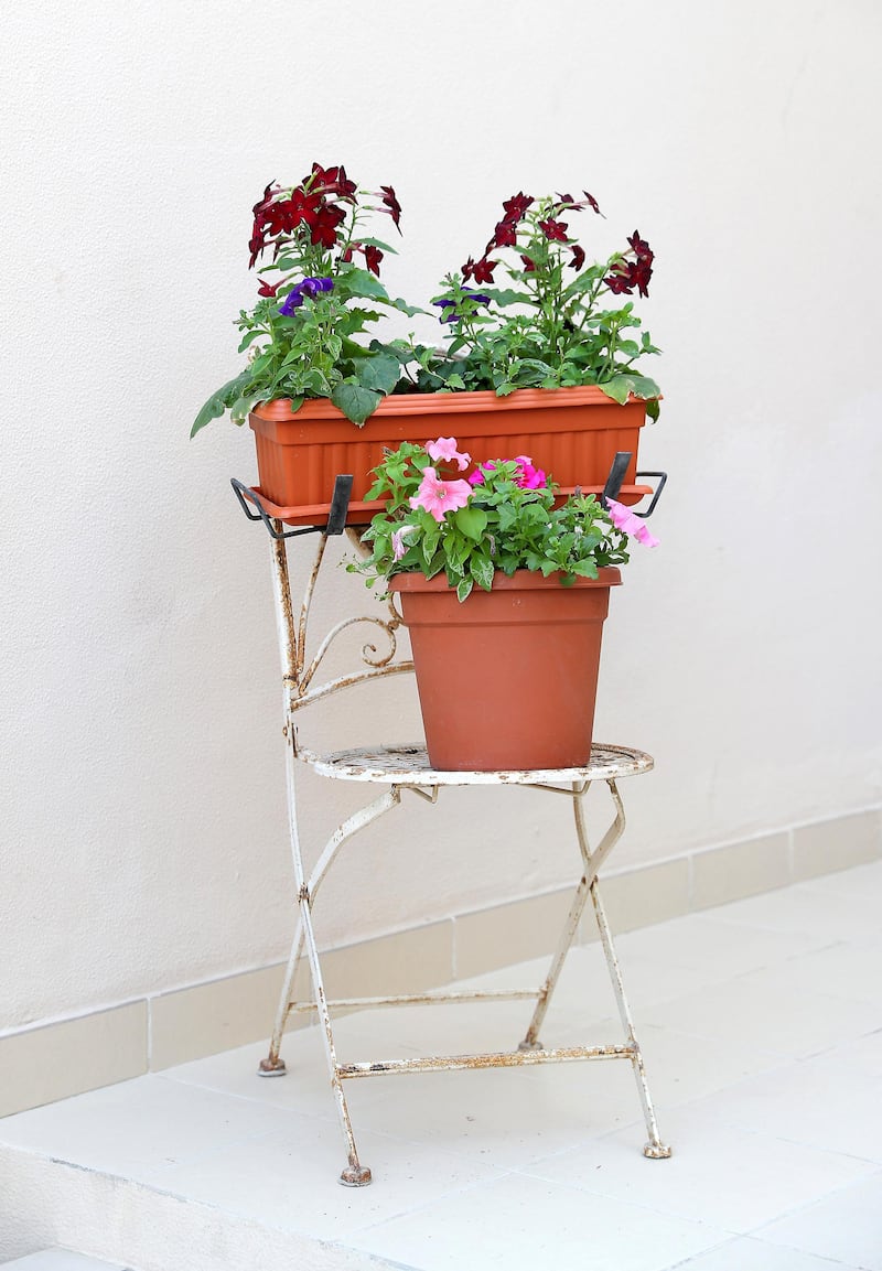DUBAI , UNITED ARAB EMIRATES , December 19 – 2020 :- Michael O'Riordan converted wrought iron chair into flower pot stand at his villa in Al Reem, Mira 4 in Dubai. He bought some furniture items from junk shop and some from his friends and repainted and placed outside his villa and in the garden. ( Pawan Singh / The National ) For Lifestyle/Online/Instagram.