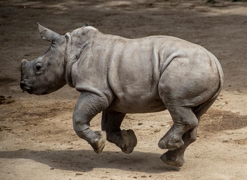 A 2-month-old Rhino calf named Atanasio runs in his enclosure during a tour of the Buin Zoo in Santiago, Chile. AP Photo