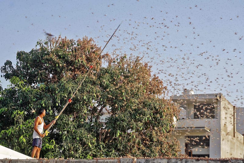 Authorities are combating swarms of desert locusts that have been rampaging across parts of western and central India in the nation’s worst pest infestation in nearly three decades. AFP