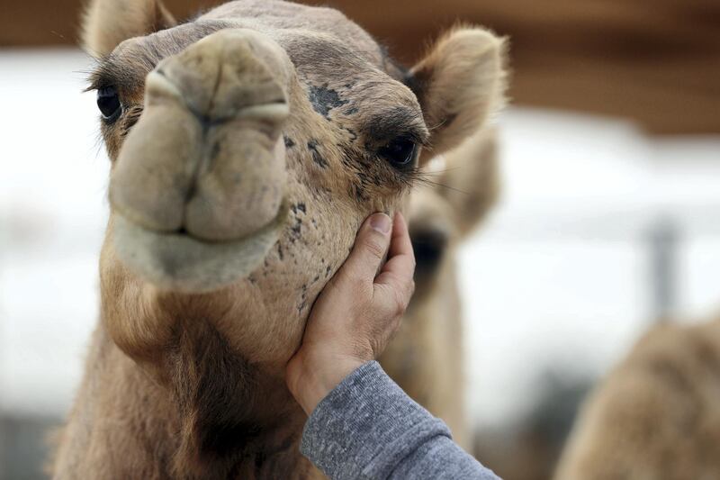 Dubai, United Arab Emirates - January 19, 2019: Images of a new tourist attraction in Dubai called The Camel Farm. Saturday, January 19th, 2019. E77, Dubai. Chris Whiteoak/The National