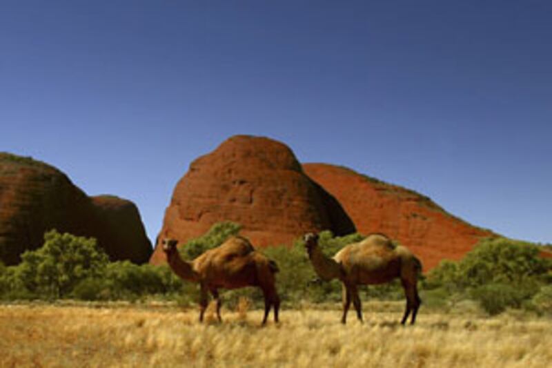 There are an estimated one million wild camels roaming the Australian outback.