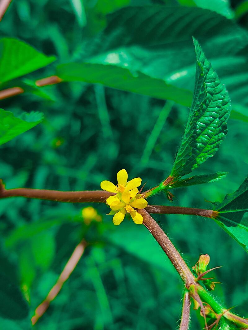 Corchorus aestuans flower, or East Indian mallow, which is common in wastelands in India, was identified at a nursery in Dibba. Getty Images