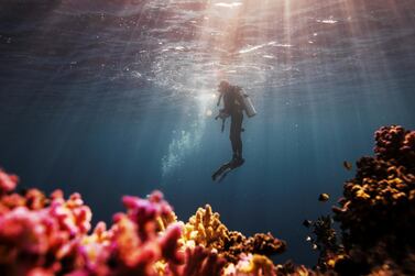 Researcher Michelle Havlik of Australia retrieves a piece of equipment as she dives during a research trip in the Red Sea offshore of the King Abdullah University of Science and Technology (KAUST) near the city of Jeddah, Saudi Arabia, December 15, 2019. Picture taken December 15, 2019. To match Special Report CLIMATE-CHANGE/SCIENTISTS-DUARTE REUTERS/Lucas Jackson TPX IMAGES OF THE DAY