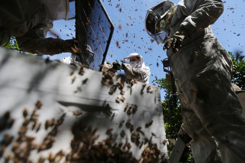 Palestinian beekeepers collect honey at a farm in the southern Gaza Strip. Reuters