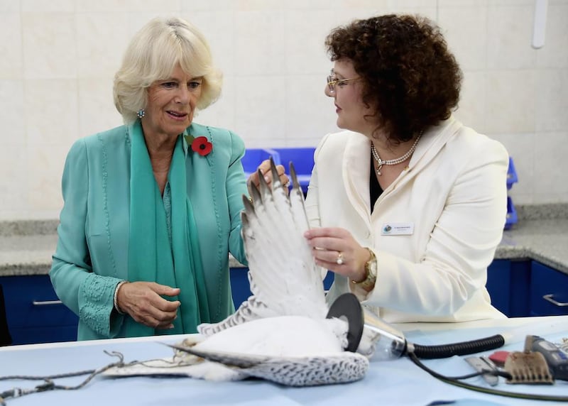 Camilla is shown a sedated falcon at the Abu Dhabi Falcon Hospital. Chris Jackson/Getty Images