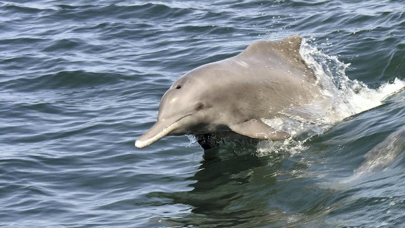 Some dolphins were spotted on separate days in locations hundreds of kilometres apart, with the animals moving long distances in search of food.
