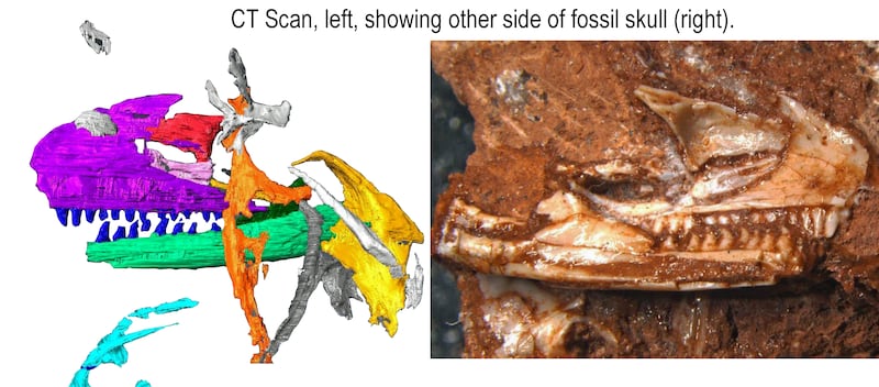 A CT scan showing the fossilised lizard's head, next to the Cryptovaranoides microlanius fossil itself. Photo: Natural History Museum UK