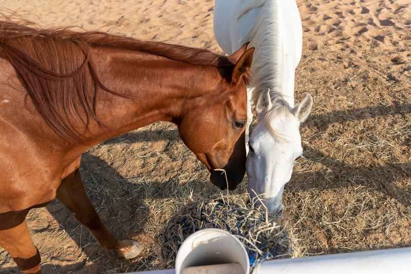 Horses feed at the paddock.