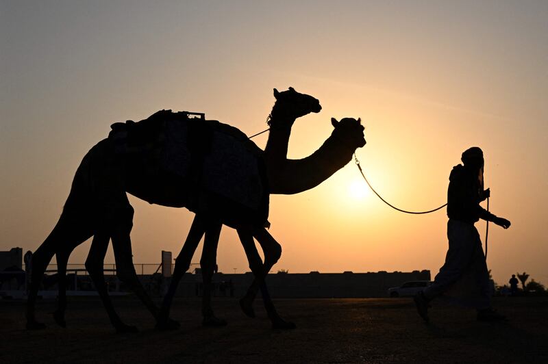 A man leads camels before a race in Al Sheehaniya municipality in Doha before the World Cup kicks off in Qatar. All photos: AFP