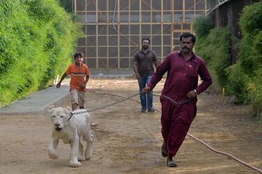 A caretaker walks with a white lion at a private zoo in Karachi. Pakistani laws make it easy to import exotic animals, but once inside the country regulation is almost non-existent. AFP