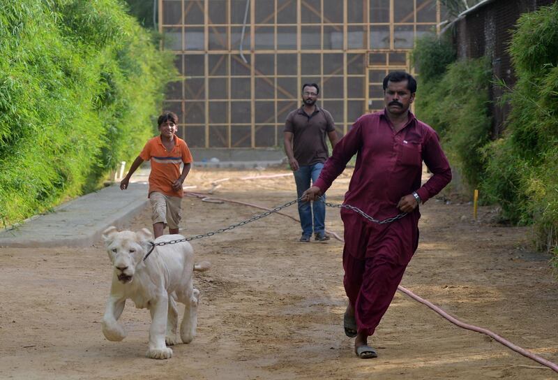 In this picture taken on May 20, 2019, a caretaker walks with a white lion at a private zoo in Karachi. Pakistani laws make it easy to import exotic animals, but once inside the country regulation is almost non-existent. - TO GO WITH Pakistan-animals-wildlife, FEATURE by David STOUT
 / AFP / Rizwan TABASSUM / TO GO WITH Pakistan-animals-wildlife, FEATURE by David STOUT
