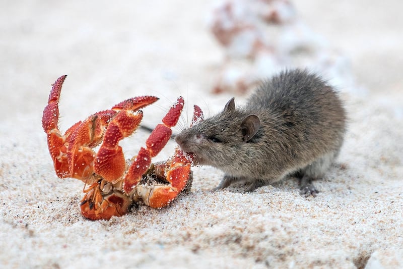 13062019 News Photo: Iain McGregor/STUFF
Henderson Island expedition.
A rat attacks a hermit crab on East beach.
