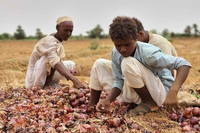 Harvesting in Al Jaberab, west of Shindi, Sudan, where attempted ceasefires have failed. AFP