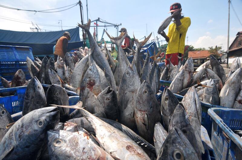 Fishermen sort tuna at the Port of Tegal, Central Java, Indonesia on January 24, 2017 in this photo taken by Antara Foto.  Antara Foto/Oky Lukmansyah / via REUTERSATTENTION EDITORS - THIS IMAGE WAS PROVIDED BY A THIRD PARTY. FOR EDITORIAL USE ONLY. MANDATORY CREDIT. INDONESIA OUT. - RC1DFBB0A030