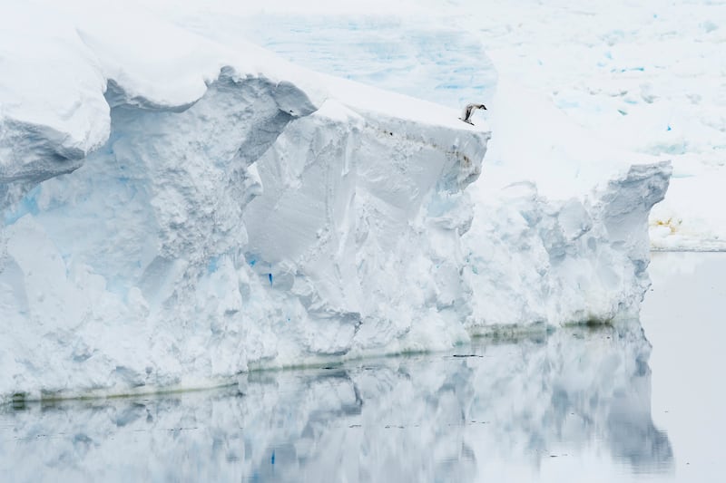 Winner of Collective Portfolio Award, Stefan Christmann: A lone chick standing on the ice shelf, as the sea ice broke up too early, in Antarctica