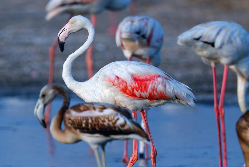 Abu Dhabi, United Arab Emirates, August 6, 2020. 
 Al Wathba Wetland was declared a reserve in 1998 by Sheikh Zayed, the Founding Father.
It was established as a protected area following the first successful breeding of flamingos.
Victor Besa /The National
Section: NA
For:  Standalone/Big Picture