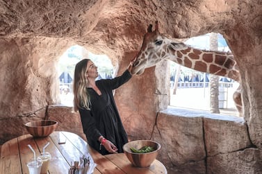 Abu Dhabi, United Arab Emirates, August 4, 2019. Breakfast with giraffes at the Emirates Park Zoo. Victor Besa/The National Section: NA Reporter: Sophie Prideaux