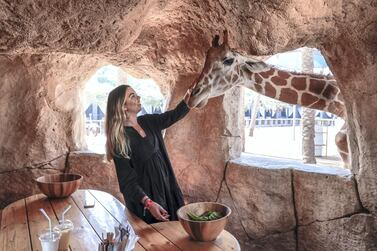 Abu Dhabi, United Arab Emirates, August 4, 2019. Breakfast with giraffes at the Emirates Park Zoo. Victor Besa/The National Section: NA Reporter: Sophie Prideaux