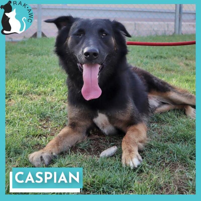 Caspian with a very waggy tongue is up for adoption or foster.