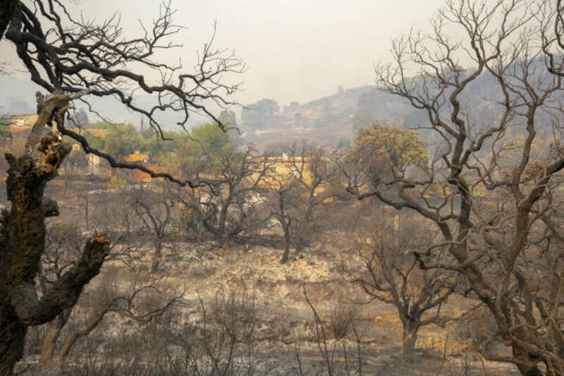 Wildfires in Tunisia's northern Bizerte and Jendouba provinces have destroyed 450 hectares of the country's pine and acacia forests.