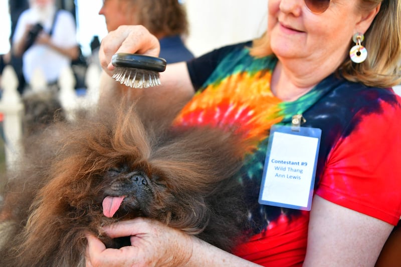 Ann Lewis brushes the hair of her dog Wild Thang before the start of the World's Ugliest Dog Competition. AFP