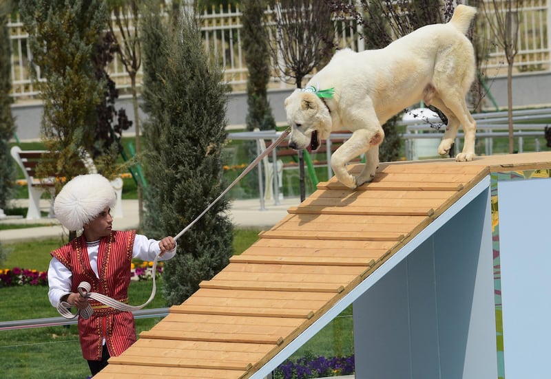 President Gurbanguly Berdymukhamedov has written a book about the Alabai, Turkmenistan's national dog breed. AP Photo