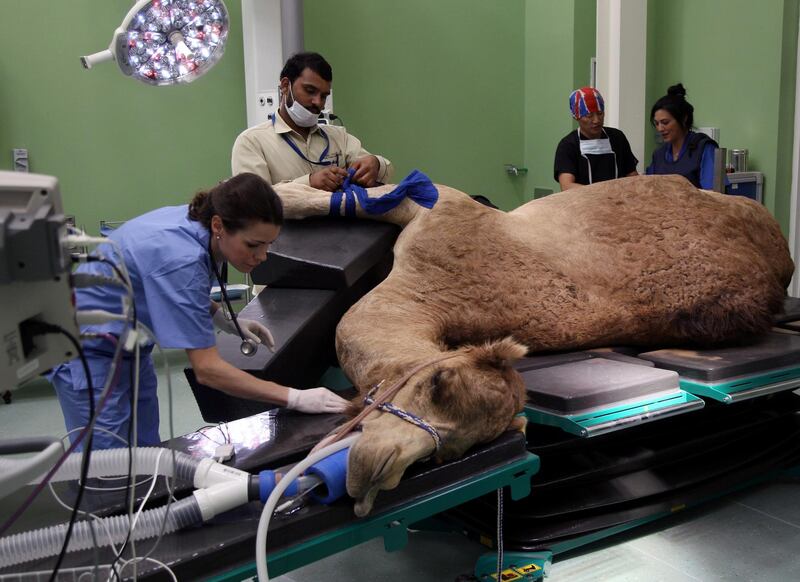A camel is seen during foot surgery at the Dubai Camel Hospital in Dubai. Satish Kumar / Reuters