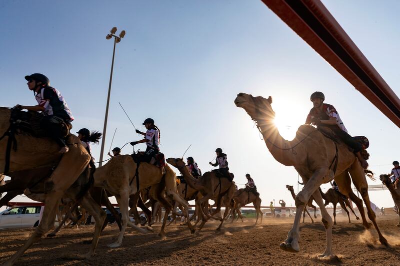 A camel race at Al Marmoon race track in Dubai. Chris Whiteoak / The National
