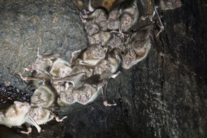 Vampire bats bite and then lap up blood from livestock or other animals at night. Photo: Ohio State University