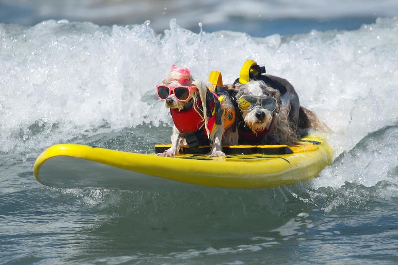 Prince Dudeman, right, and Flofy ride a wave together as they compete at the 14th annual Helen Woodward Animal Center "Surf-A-Thon". Reuters