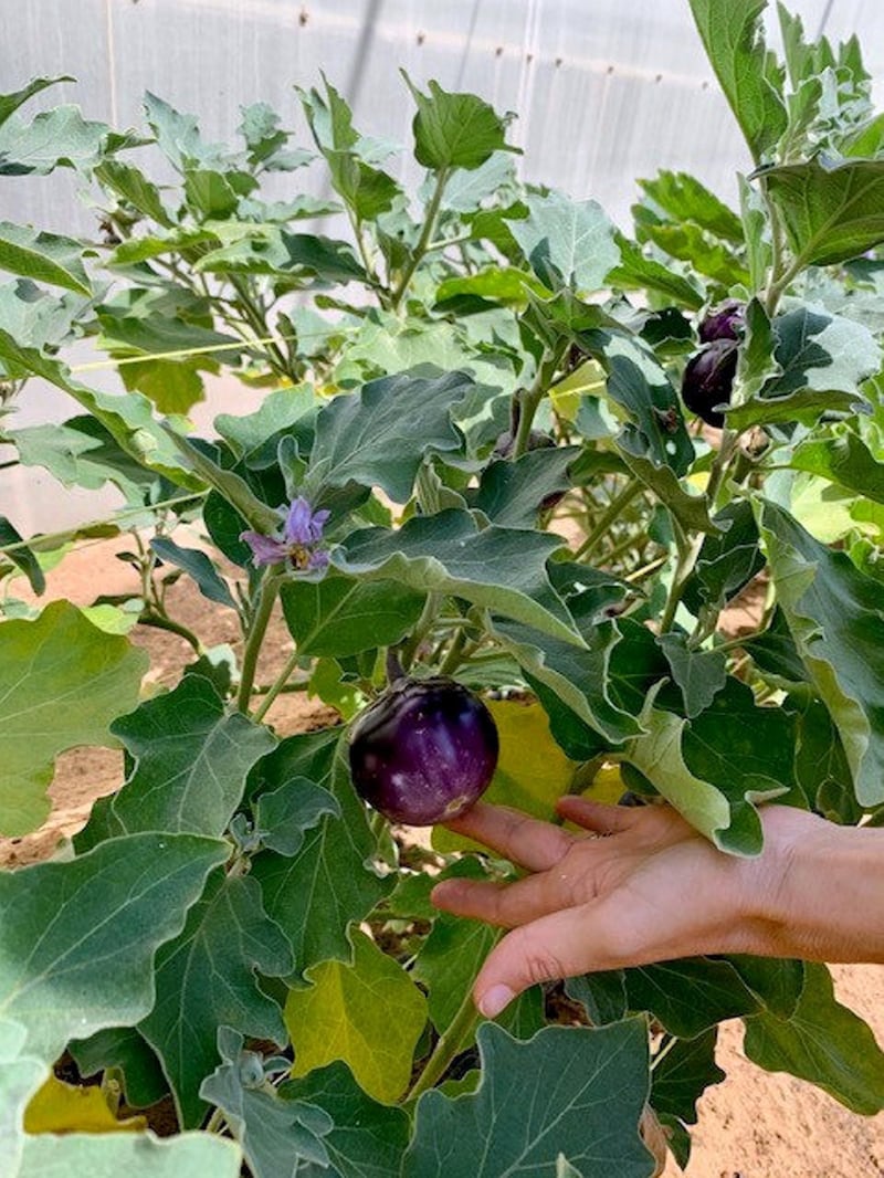 The farm currently grows 10 varieties of eggplant. Courtesy Rebecca Holland