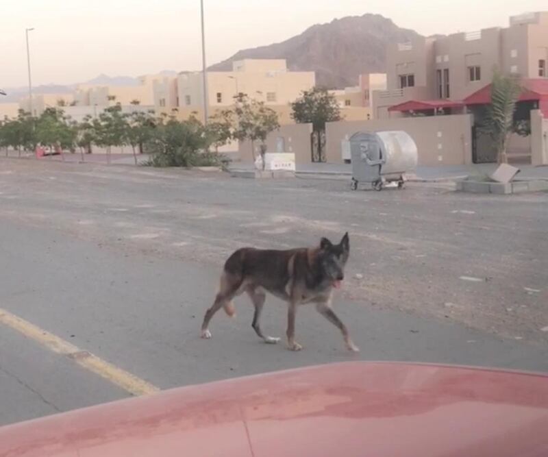 The Fujairah 'wolf' has been causing a stir on social media, but has now been identified as an 'old dog' by experts. Courtesy Mohammed Al Zyoudi 