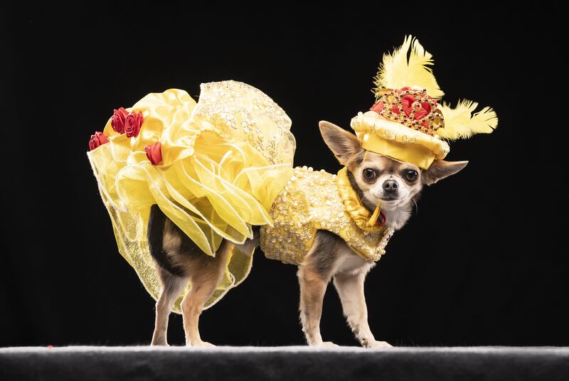 Lindy Lou the Chihuahua dressed as Belle. 