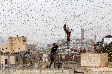 A man tries to catch locusts while standing on a rooftop as they swarm over the Huthi rebel-held Yemeni capital Sanaa. AFP