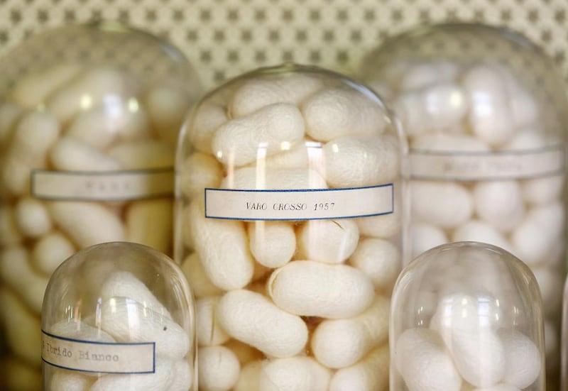 Silk cocoons are displayed in glass jars inside the museum of a CRA agricultural research unit. Alessandro Bianchi / Reuters