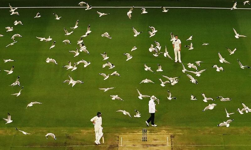 A flock of seagulls flies past as Chris Tremain of Victoria prepares to bowl during Day 3 of the Sheffield Shield match between Victoria and Tasmania at the Melbourne Cricket Ground on October 27, 2016, Australia. Scott Barbour / Getty Images