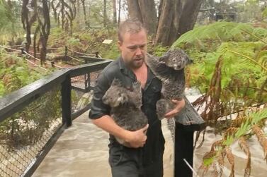 A staff member carries koalas as they secure the park during flooding caused by heavy rainfall at the Australian Reptile Park in Somersby, New South Wales. Reuters