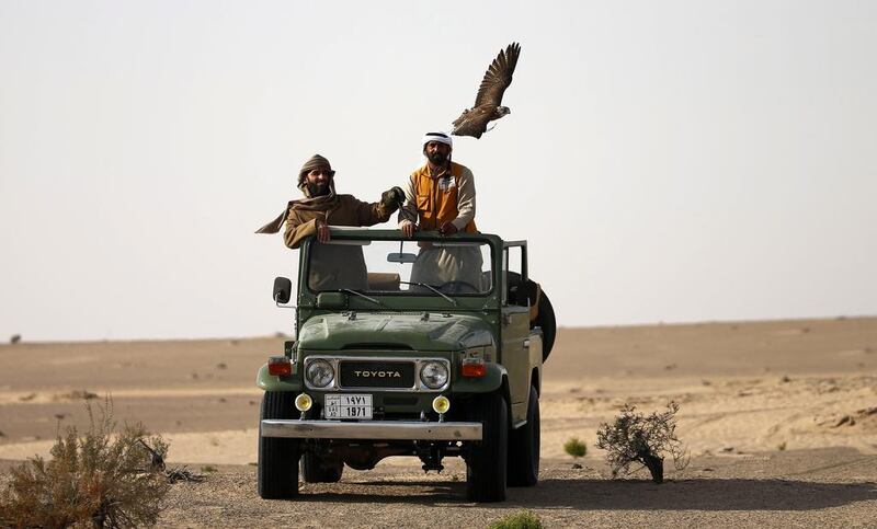 Falconers in their vehicle follow a hunting falcon.