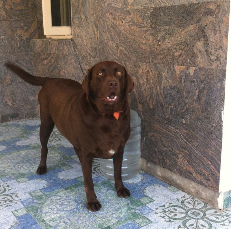 Muthu Kumar, 82, a former government employee from Sivaganga in southern Tamil Nadu state has built a statue of his beloved dog, a brown Labrador, named Tom. Photo: Manoj Kumar