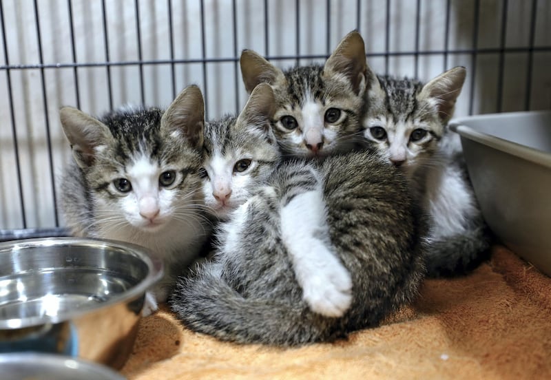 Abu Dhabi, United Arab Emirates, June 22, 2020.   
 Kittens ready for adoption at the Abu Dhabi Falcon Hospital.
Victor Besa  / The National
Section:  NA
Reporter:  Haneen Dajani