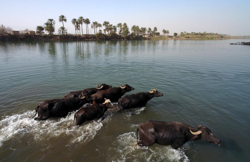 Water buffaloes are seen at Euphrates river in Abu Sakhair, Iraq. EPA