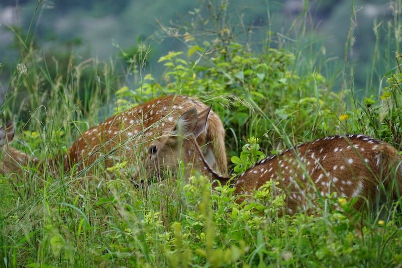 Spotted deers within the reserve.