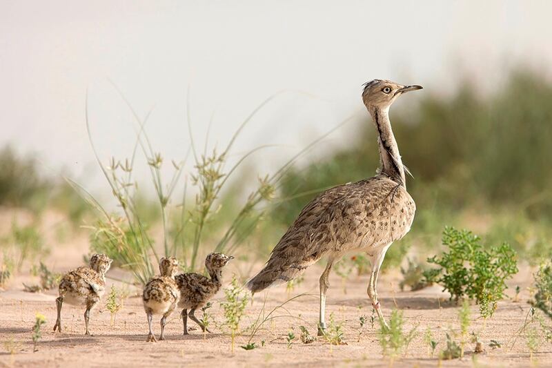 Asian houbara bustard (Chlamydotis macqueenii)
- IUCN status: Vulnerable
- Liking areas with sparse shrubby vegetation, it lives from the Middle East, including the UAE, to East Asia
- Has suffered very rapid population declines, with fewer than 100,000 found worldwide. Courtesy International Fund For Houbara Conservation