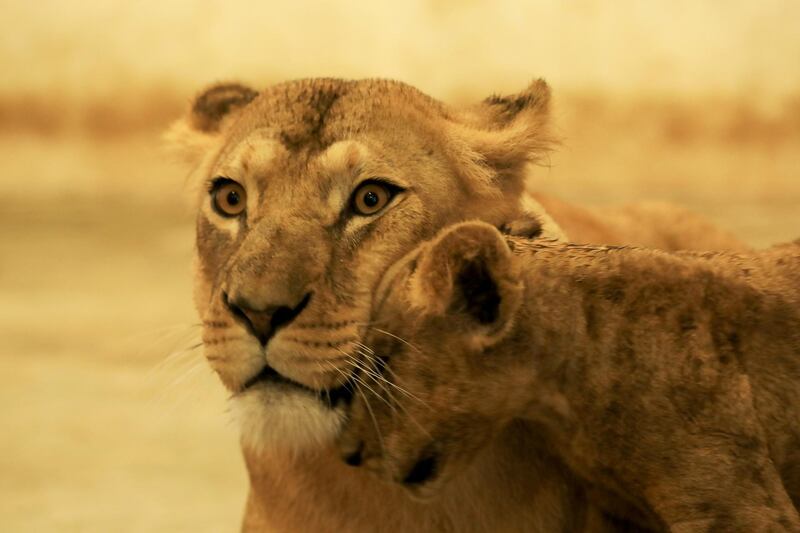 A two and half month-old lion cub leans on his mother, inside their enclosure at the Zoo in Peshawar, Pakistan. Reuters