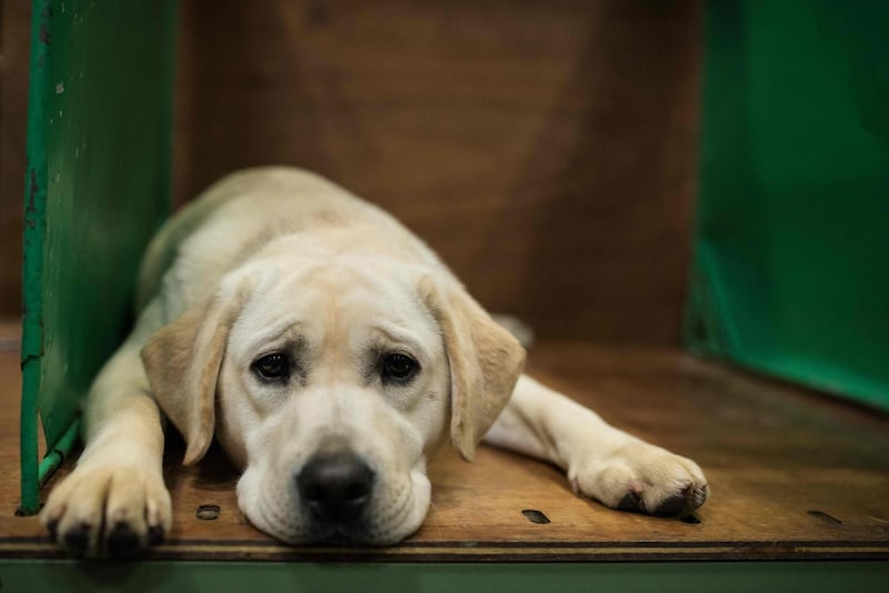 A Labrador Retriever rests in its pen on the final day of the Crufts dog show. AFP
