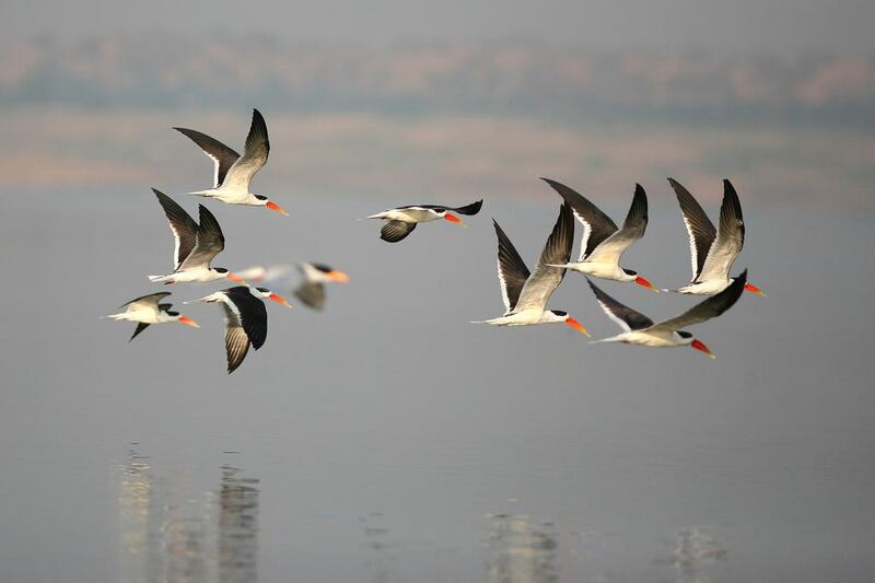 Indian Skimmers in Chambal River. Photo by Eling Lee