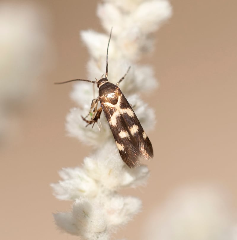 Eretmocera hafeetensis is distinguished by a distinctive X marking. Photo: Huw Roberts