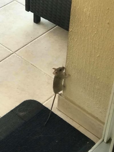 This image of a rodent inside a house was taken by one of our readers.