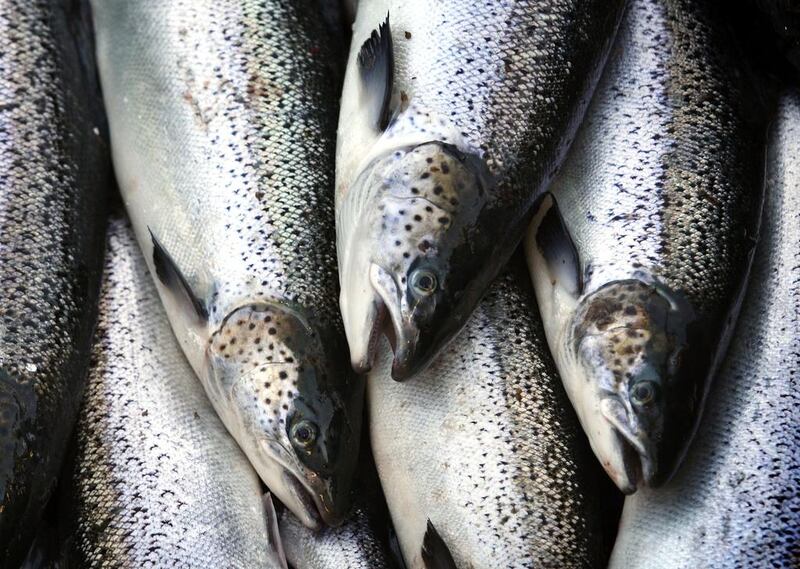 UAE residents consume about 1,000 tonnes of salmon a year. Robert Bukaty / AP Photo