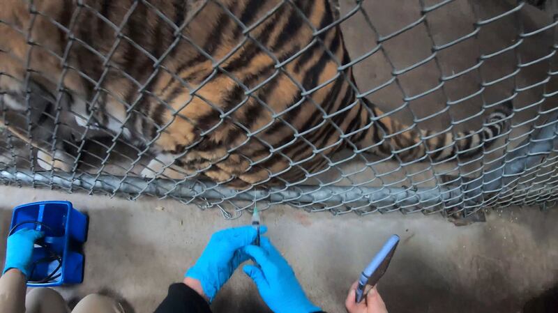 A tiger receives a Covid-19 vaccine at the Oakland Zoo in Oakland, California